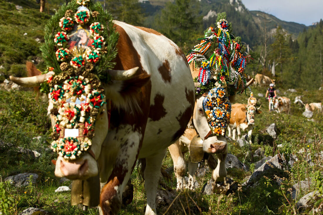 Kühe mit buntem Kopfschmuck auf Almwiese in den Bergen Naturhotel Salzburg Urlaub