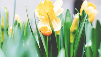 Gelbe Osterglocken blühen im Frühling, Symbol für Osterpause beim Lungauer Frauennetzwerk