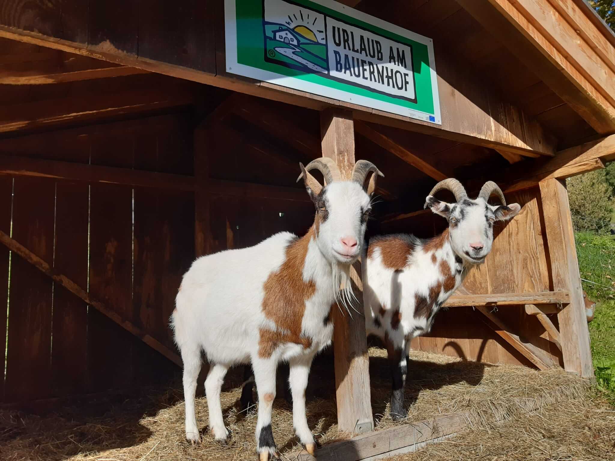 Zwei Ziegen vor einem Holzstall mit dem Schild "Urlaub am Bauernhof".