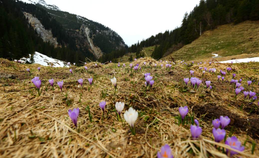 Lila und weiße Krokusse auf einer Bergwiese mit Schneeresten und bewaldeten Hängen
