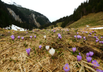 Lila und weiße Krokusse auf einer Bergwiese mit Schneeresten und bewaldeten Hängen