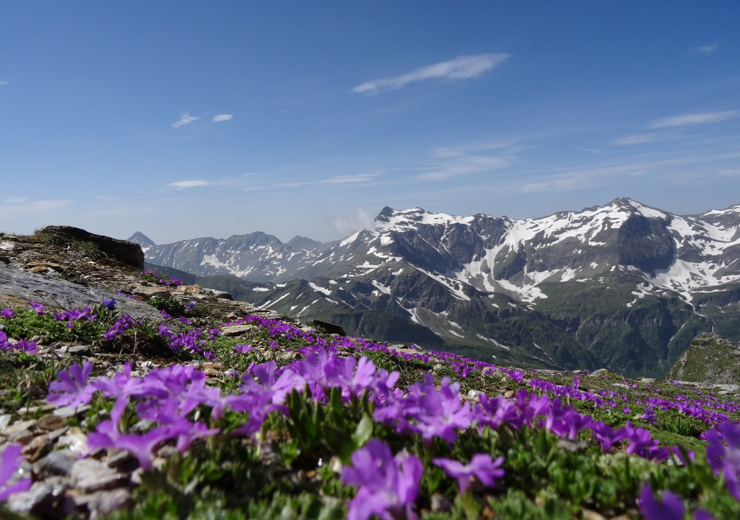 Violette Alpenblumen vor schneebedeckten Berggipfeln unter blauem Himmel