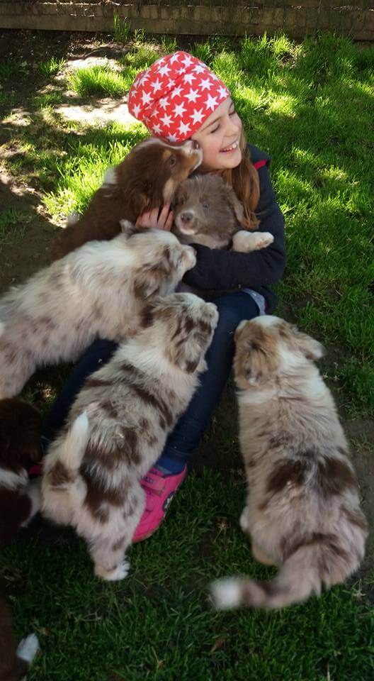 Kind umarmt mehrere spielende Border Collie Welpen auf dem Bio Bauernhof im Mostviertel