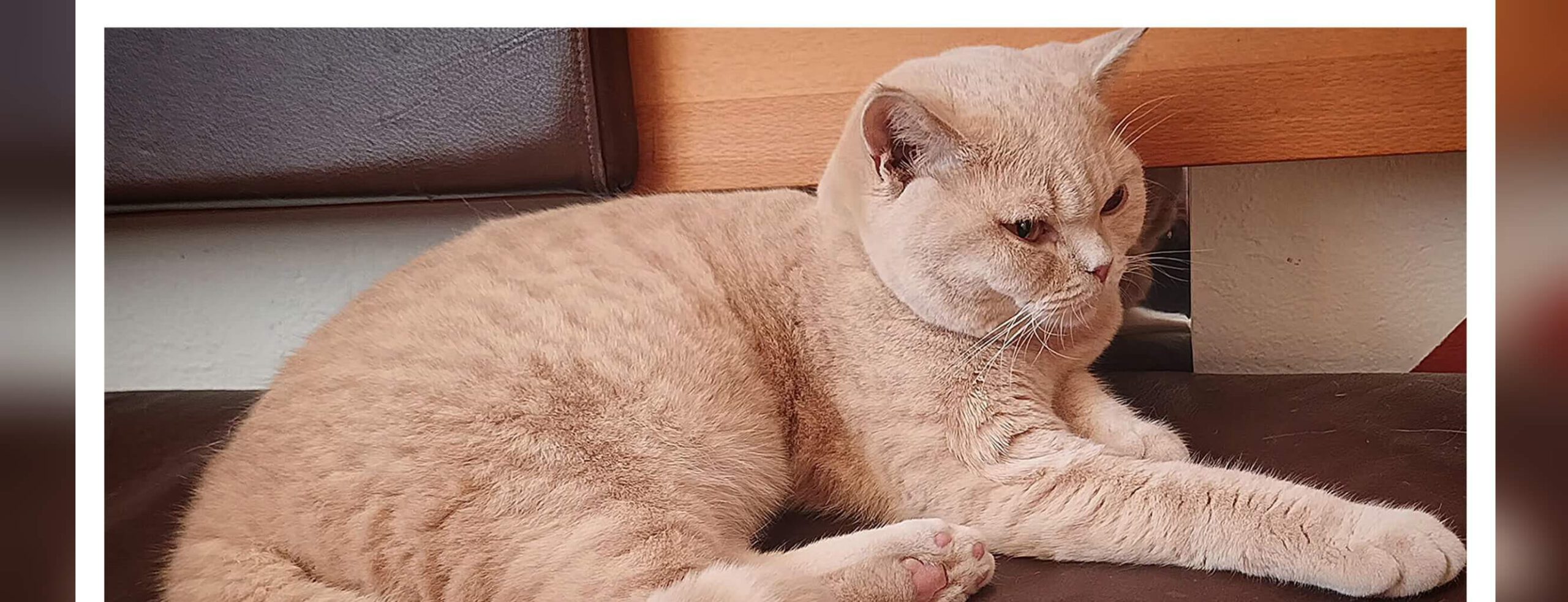 cremefarbene Britisch Kurzhaar Katze vom bio Bauernhof Sunn-Hof im Mostviertel