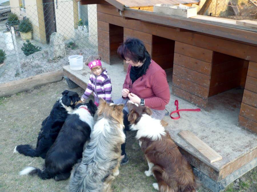Frau und Kind füttern mehrere Border Collies vor Hundehütten auf bio Bauernhof im Mostviertel