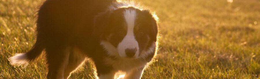 junger Border Collie Welpe auf sonniger Wiese bio Bauernhof Mostviertel Melk