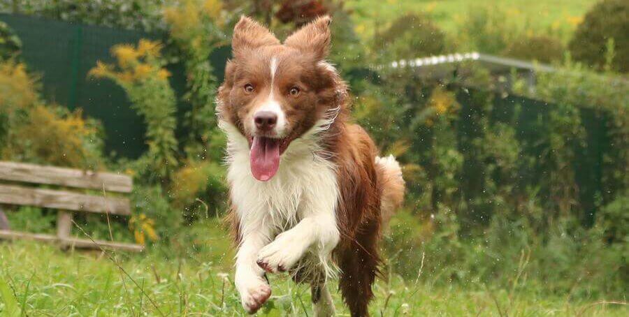 Border Collie läuft fröhlich auf grünem Gelände am nachhaltigen Bio-Bauernhof Sunn-Hof